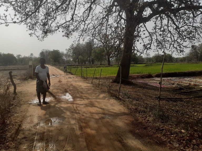 ग्राम पंचायत नरसिंगपुर का किसान महुआ फुल संग्रहण करते हुए